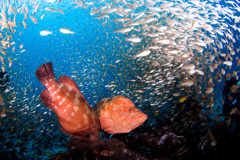 豊饒の海