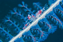 DSCF8564