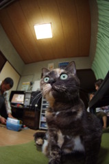 部屋と家族とワタシ（猫）