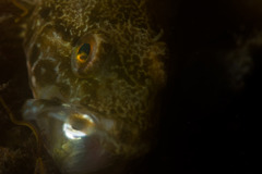 each eyes