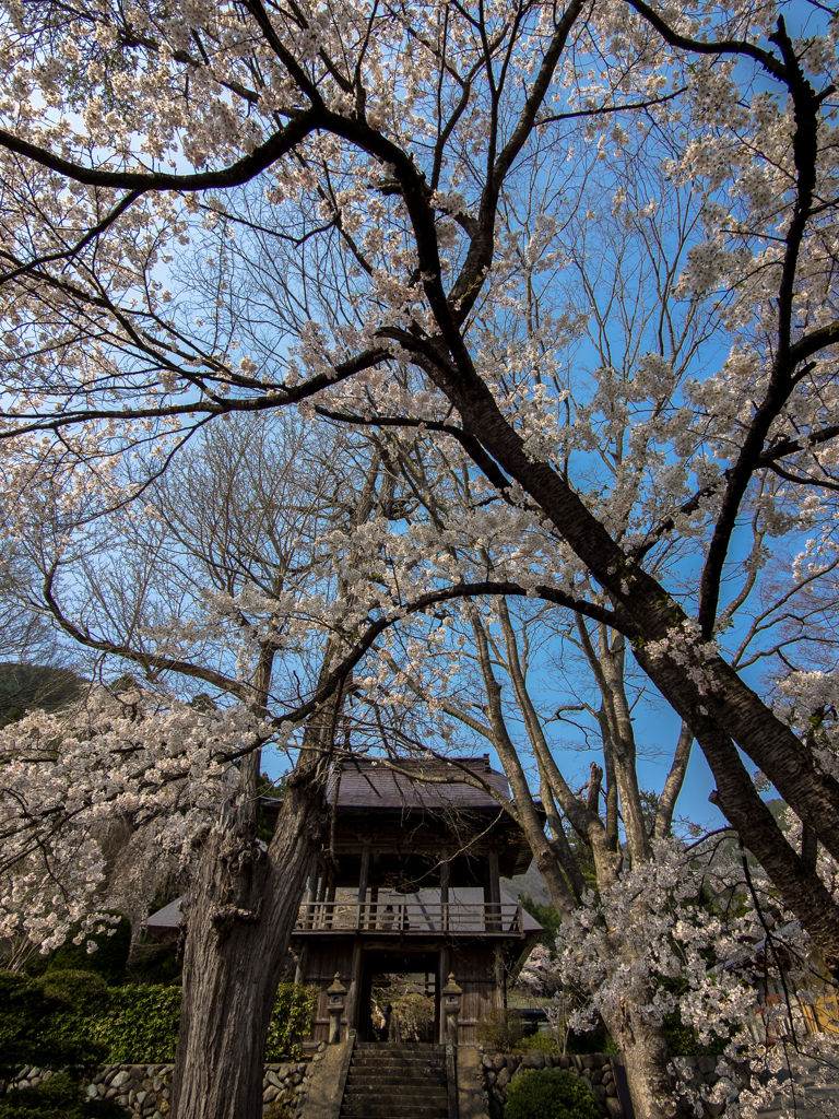 古寺の春