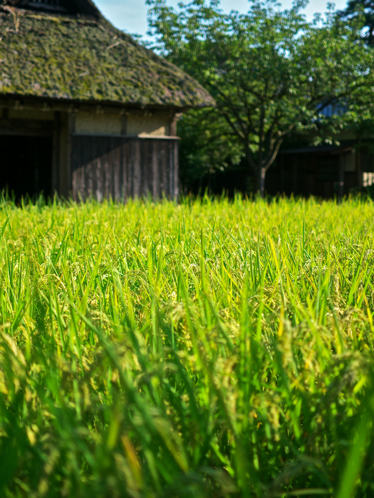 日本
