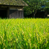 日本