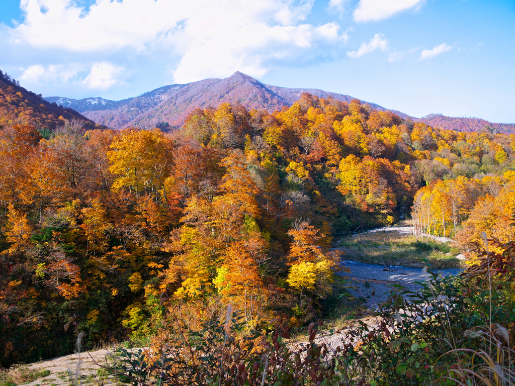山の紅葉