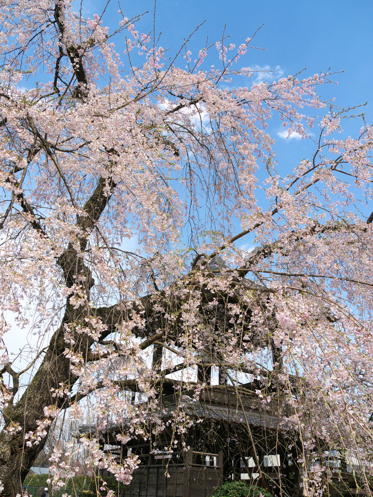 鐘楼としだれ桜