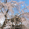鐘楼としだれ桜
