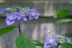 IMGP2558