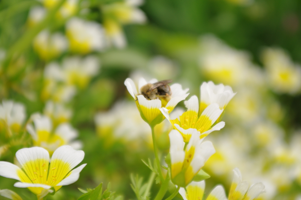 bee