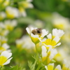 bee
