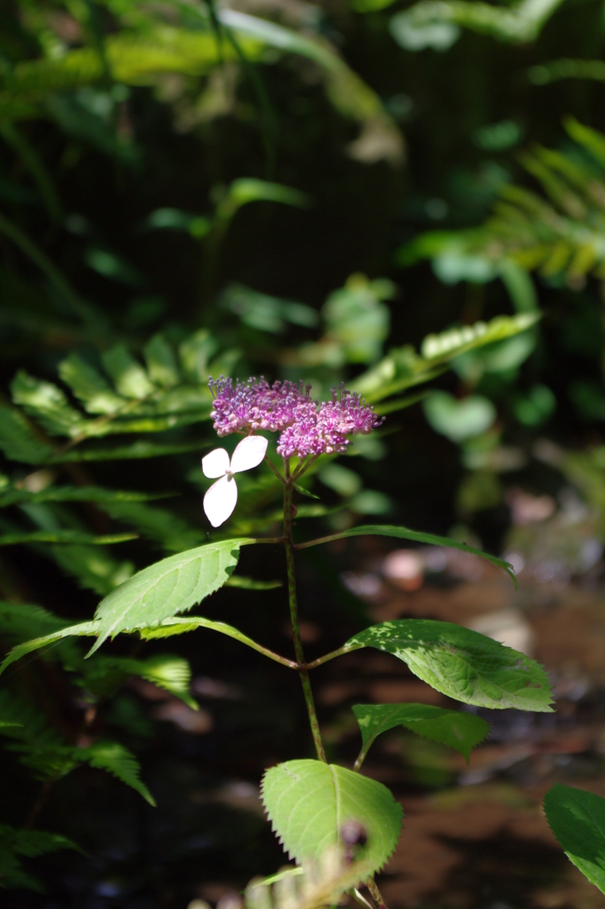 IMGP2554