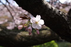 IMGP0224