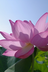 a lotus root