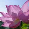 a lotus root