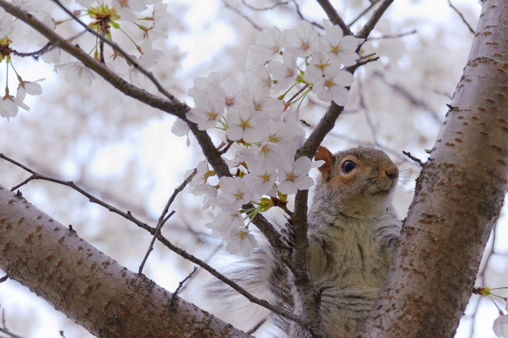 お花見