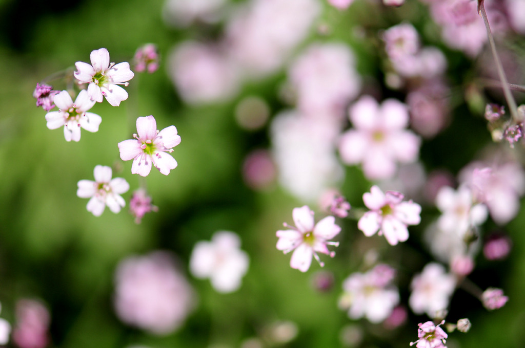ちりばめられた花