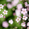 ちりばめられた花