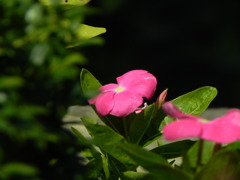 陽に向かって咲く