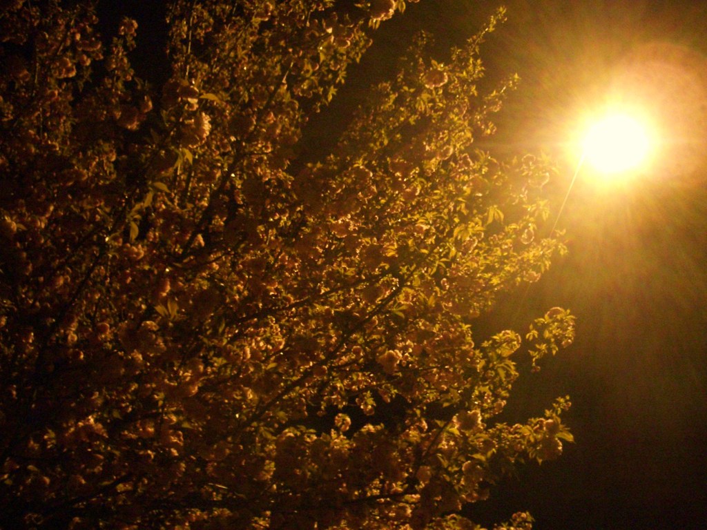 夜桜
