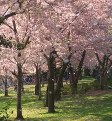 桜吹雪