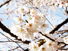 桜