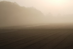 霧の朝
