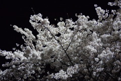夜桜