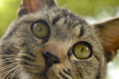X（エックス）とよんでいた大学の野良猫
