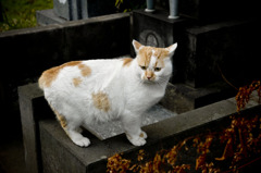 野良猫