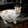 野良猫
