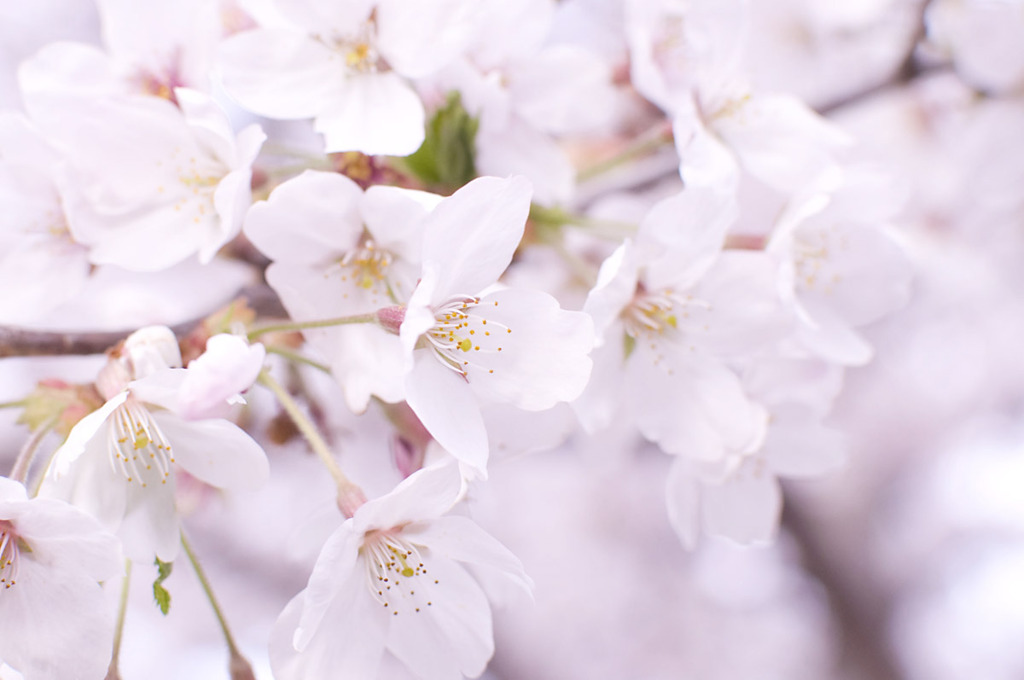 今年もね　一応桜を　撮りました