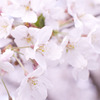 今年もね　一応桜を　撮りました