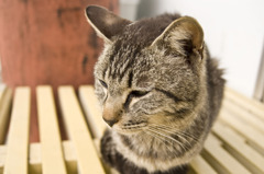 X（エックス）とよんでいた大学の野良猫