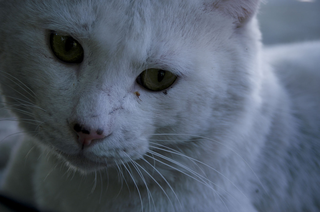 大学の野良猫「シロ」