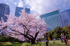 桜！