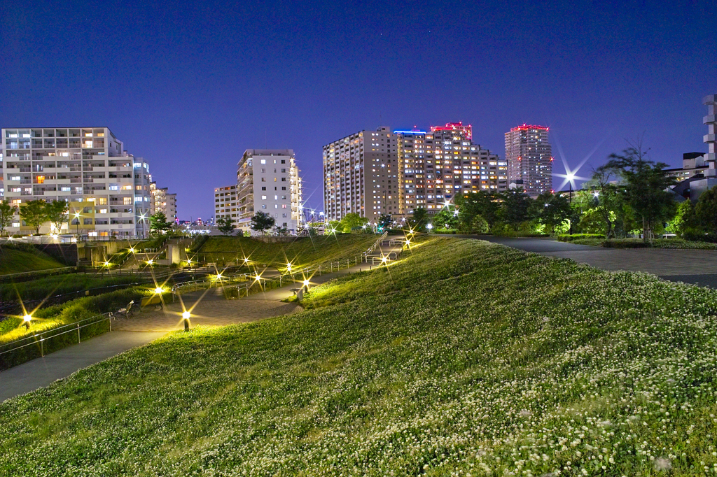 夜の白詰草