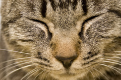 X（エックス）とよんでいた大学の野良猫