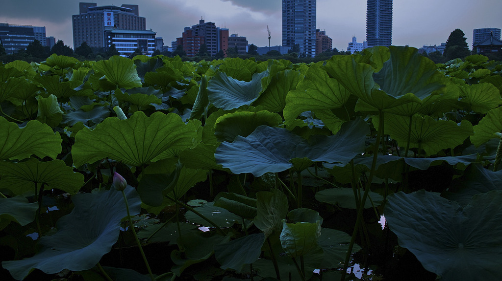 蓮池