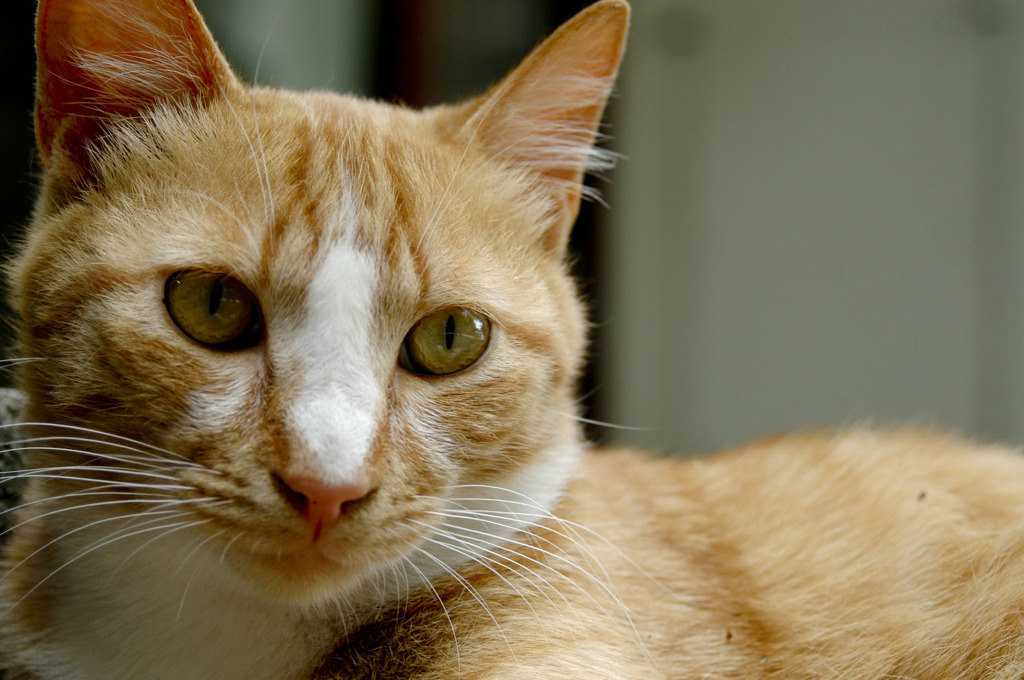 大学の野良猫