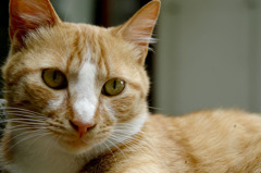 大学の野良猫