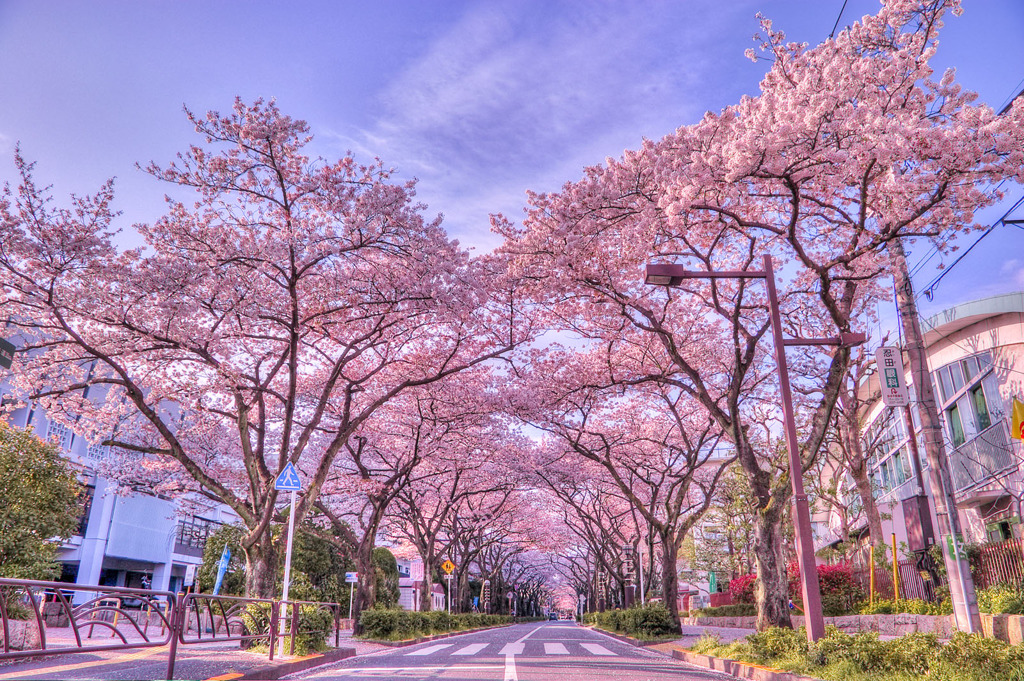 葛飾の桜