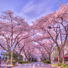 葛飾の桜