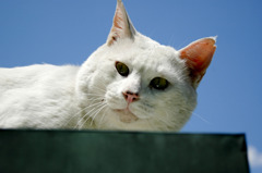 大学の野良猫「シロ」