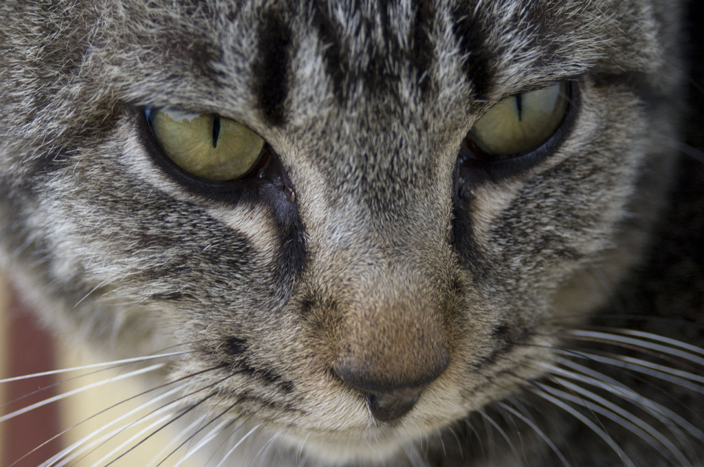 X（エックス）とよんでいた大学の野良猫