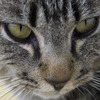 X（エックス）とよんでいた大学の野良猫