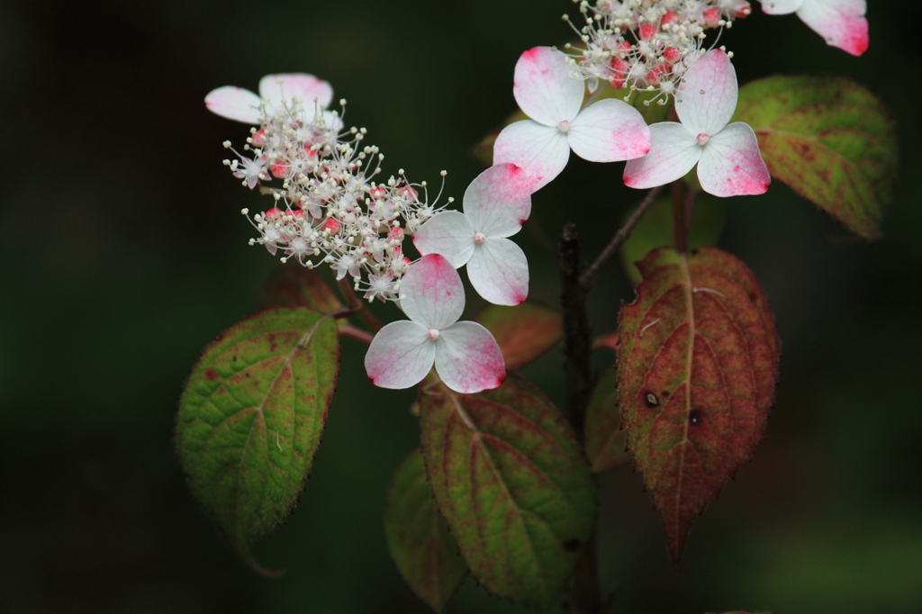 紫陽花