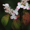 紫陽花