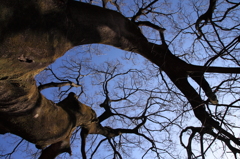Nature Form