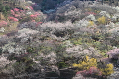 吉野梅郷