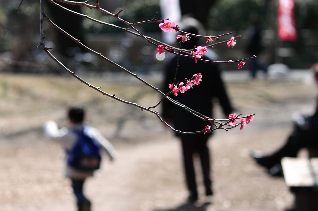 梅と少年