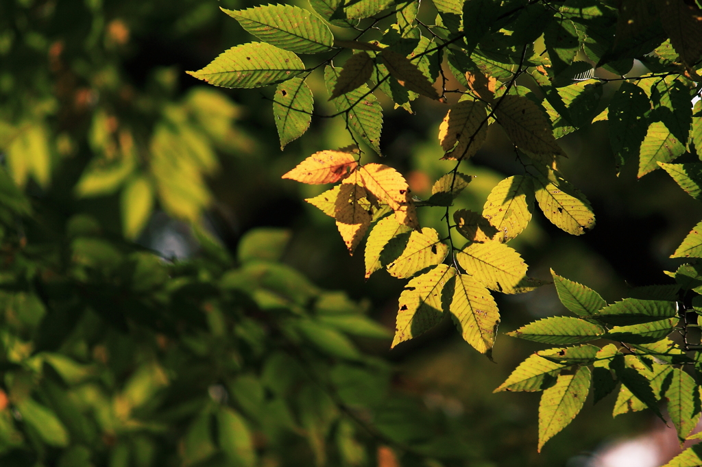 Colored leaves 井の頭公園にて